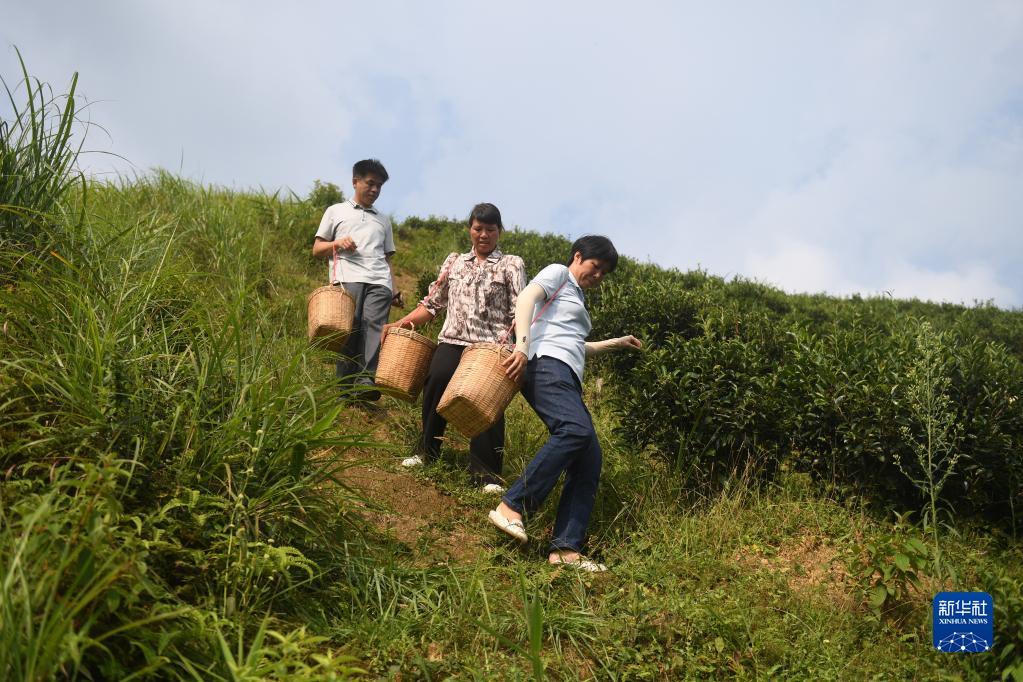 在廣西蒼梧縣六堡鎮(zhèn)山坪村，祝雪蘭（前）和村民采茶后走下茶山（2022年9月22日攝）。新華社記者 陸波岸 攝